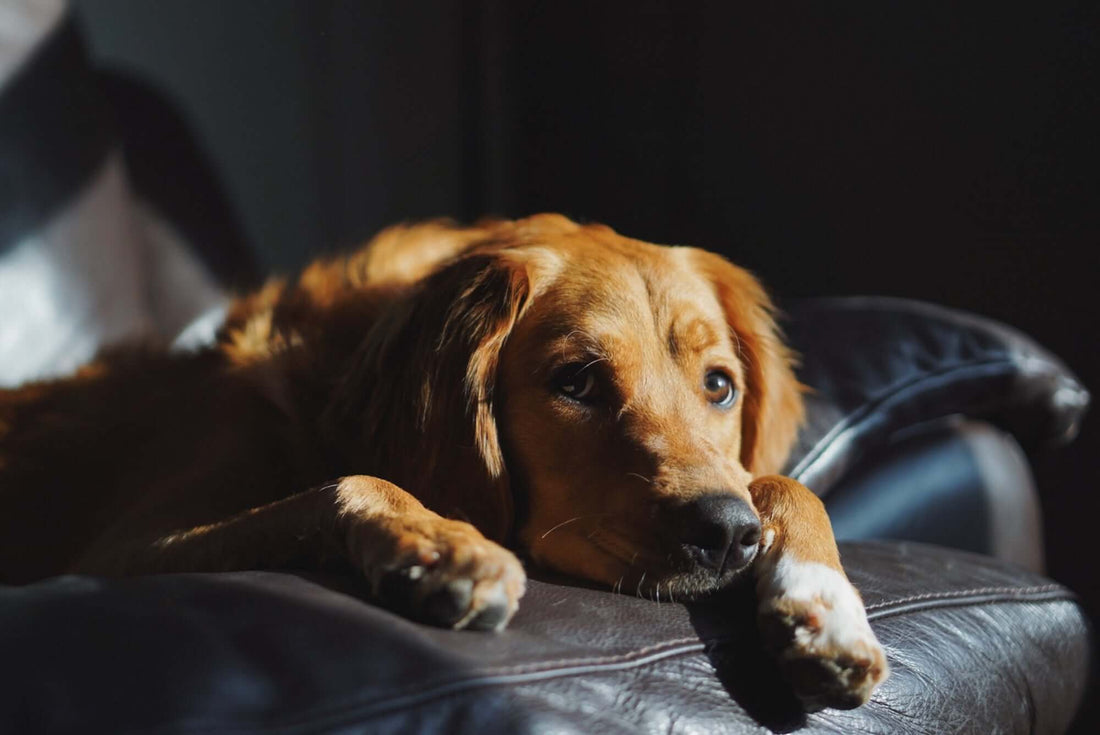 Separation Anxiety in Dogs