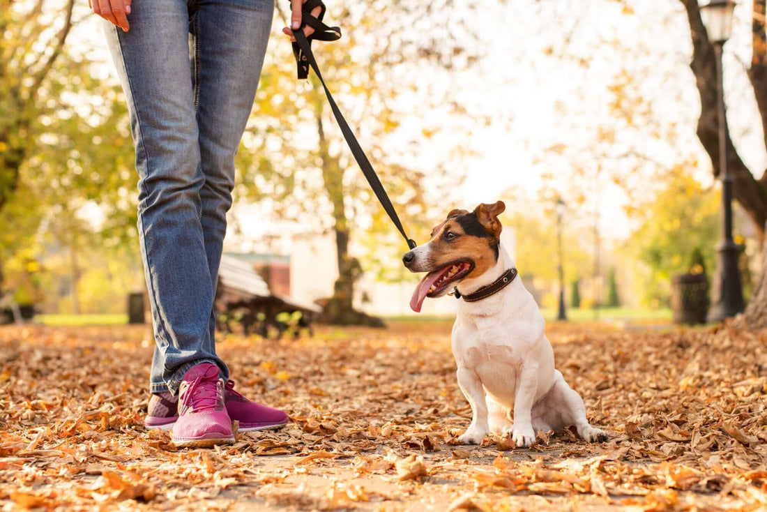 Dog Walkers Split On Whether to Walk on the Lead or Off
