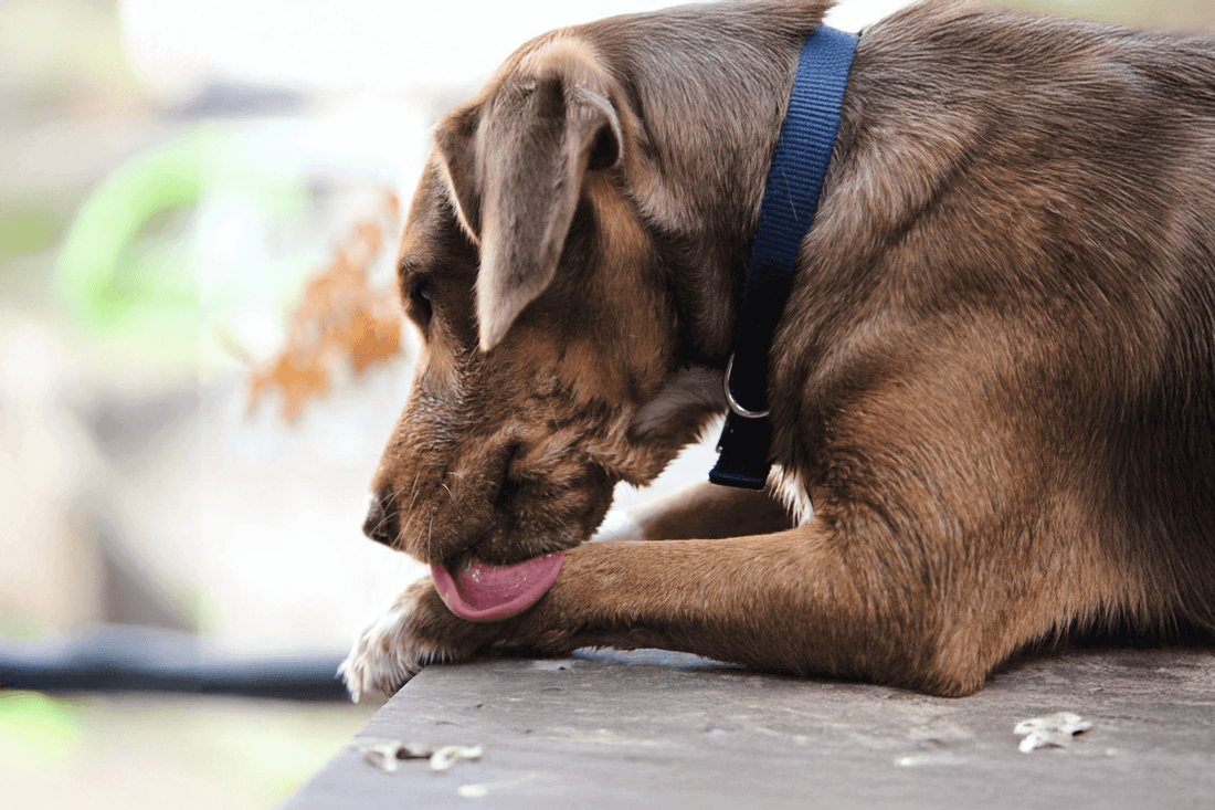 Dog licking his paws in a home