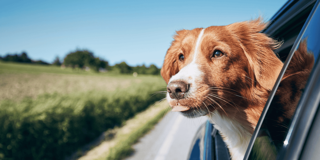 dog looking out window of car