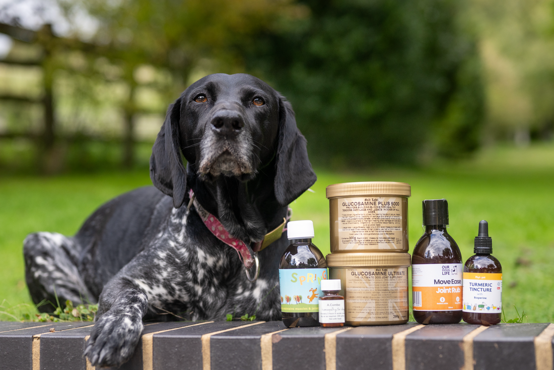 Looking After Your Dog’s Joints at Every Stage of Life
