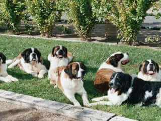 Group of dogs eating in the garden