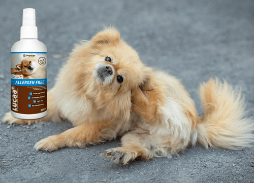 Lucaa+ Pet Probiotic allergen-free skin spray beside a dog scratching its ear, highlighting pet allergy relief.