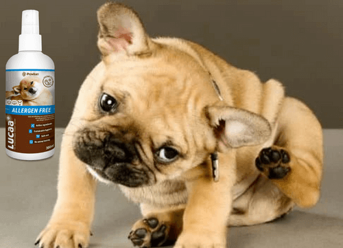 Dog scratching its ear next to LUCAA+ Pet Probiotic Allergen Free Skin Spray for itchy skin relief.