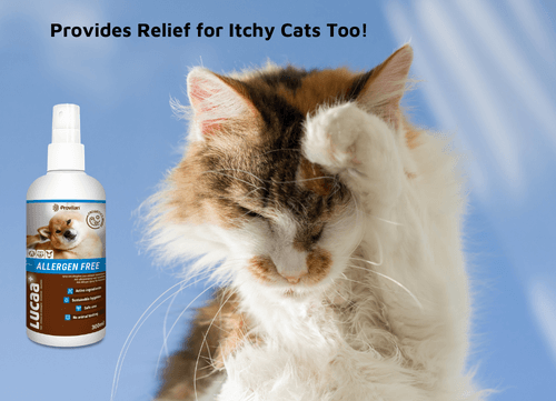Lucaa+ Pet Probiotic Allergen-Free spray providing relief for itchy cats, featuring a happy cat against a blue sky.