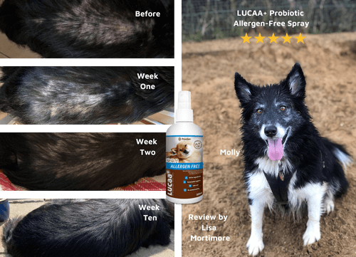 Before and after photos showing LUCAA+ Probiotic Allergen-Free spray's effect on dog skin over ten weeks with review by Lisa Mortimore.