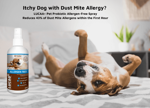 LUCAA+ Pet Probiotic Allergen-Free Spray for itchy dogs, reduces dust mite allergens, promoting comfort and relief.