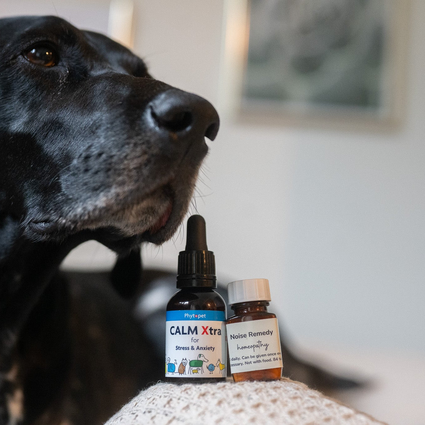Fireworks Special Pack: For Dogs Scared of Fireworks