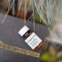 Nonaggress Plus: Homeopathy for dogs aggressive to other dogs