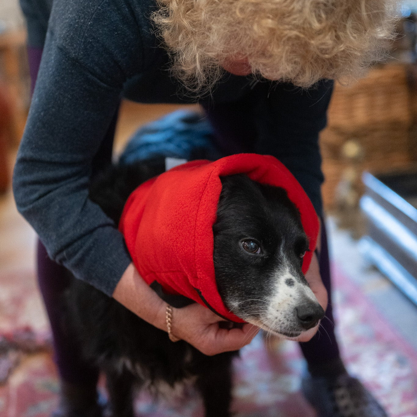 Dog wearing an Anti-panic Dog Snood for Noise Sensitivity while being fitted by a caregiver indoors.