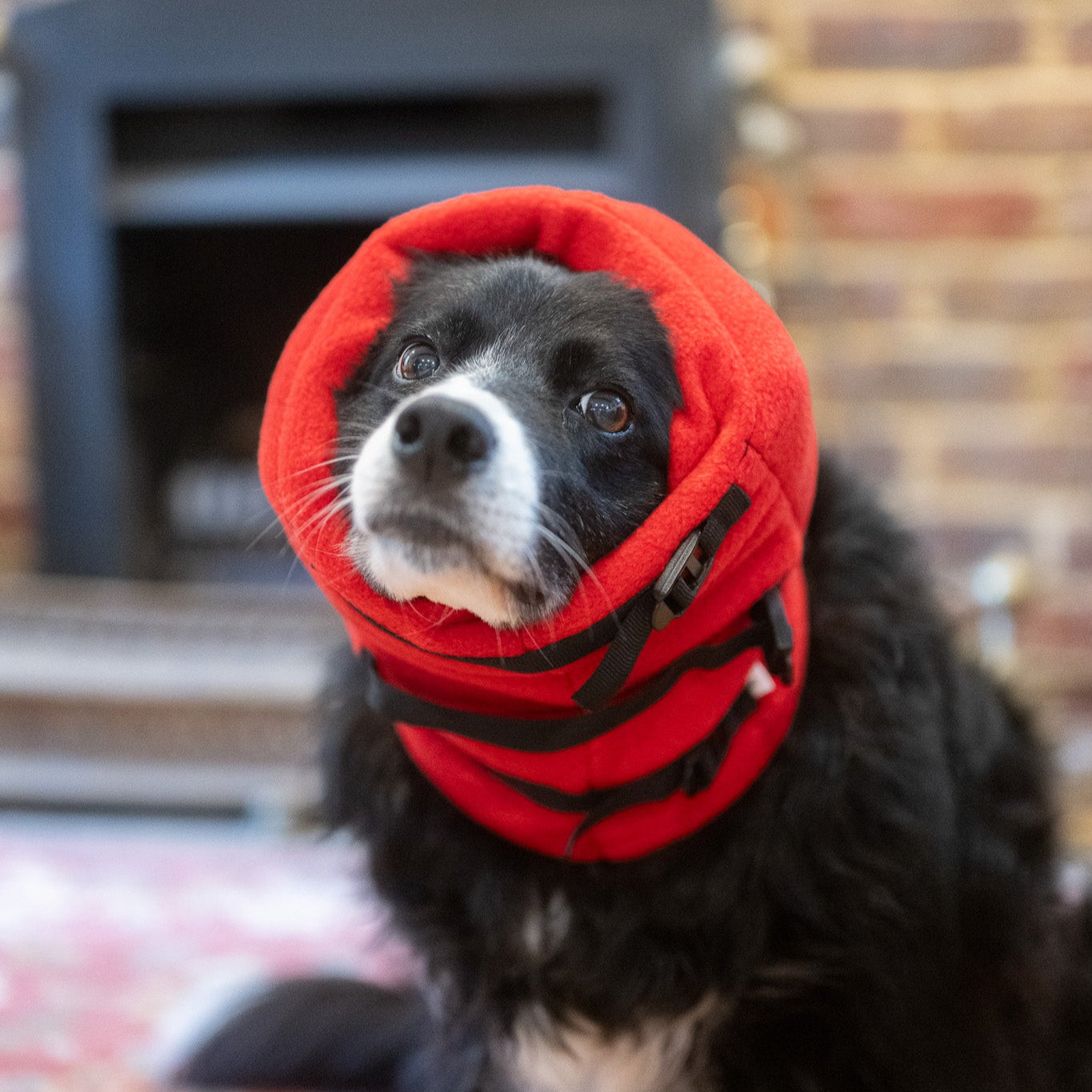 Anti-panic Dog Snood for Noise Sensitivity worn by a black and white dog indoors, designed to reduce anxiety.