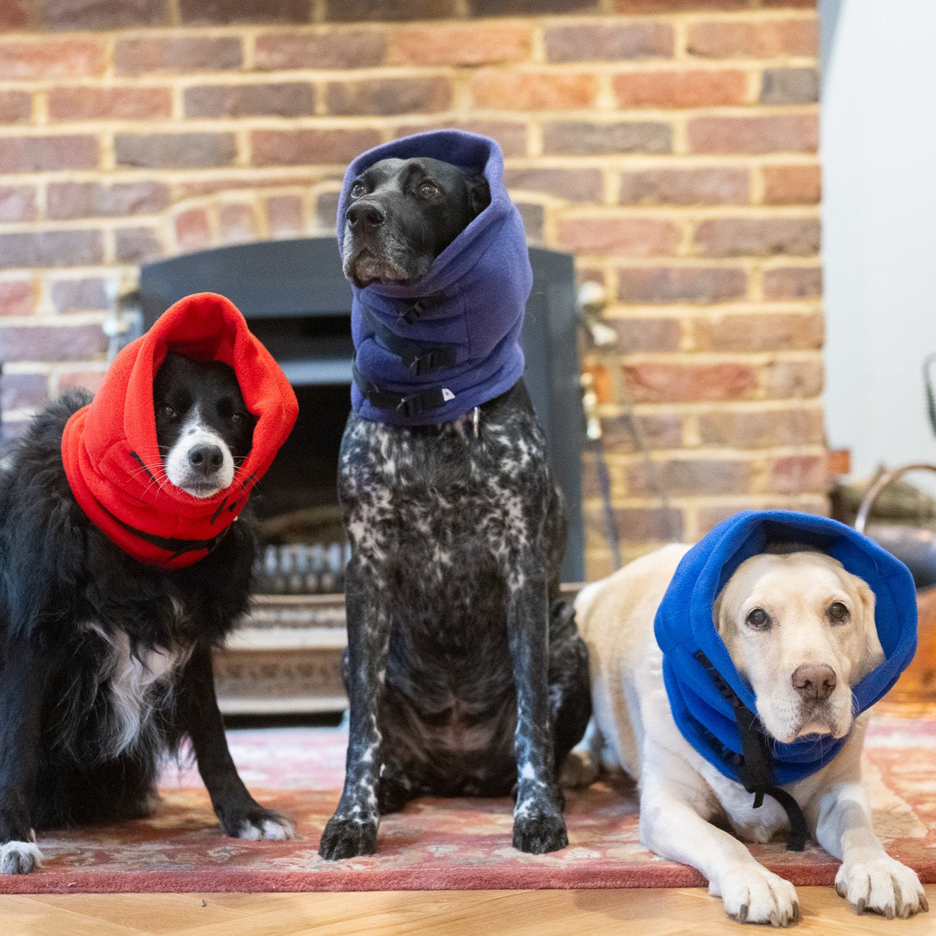 Three dogs wearing colorful Anti-panic Dog Snood for Noise Sensitivity sitting together indoors.