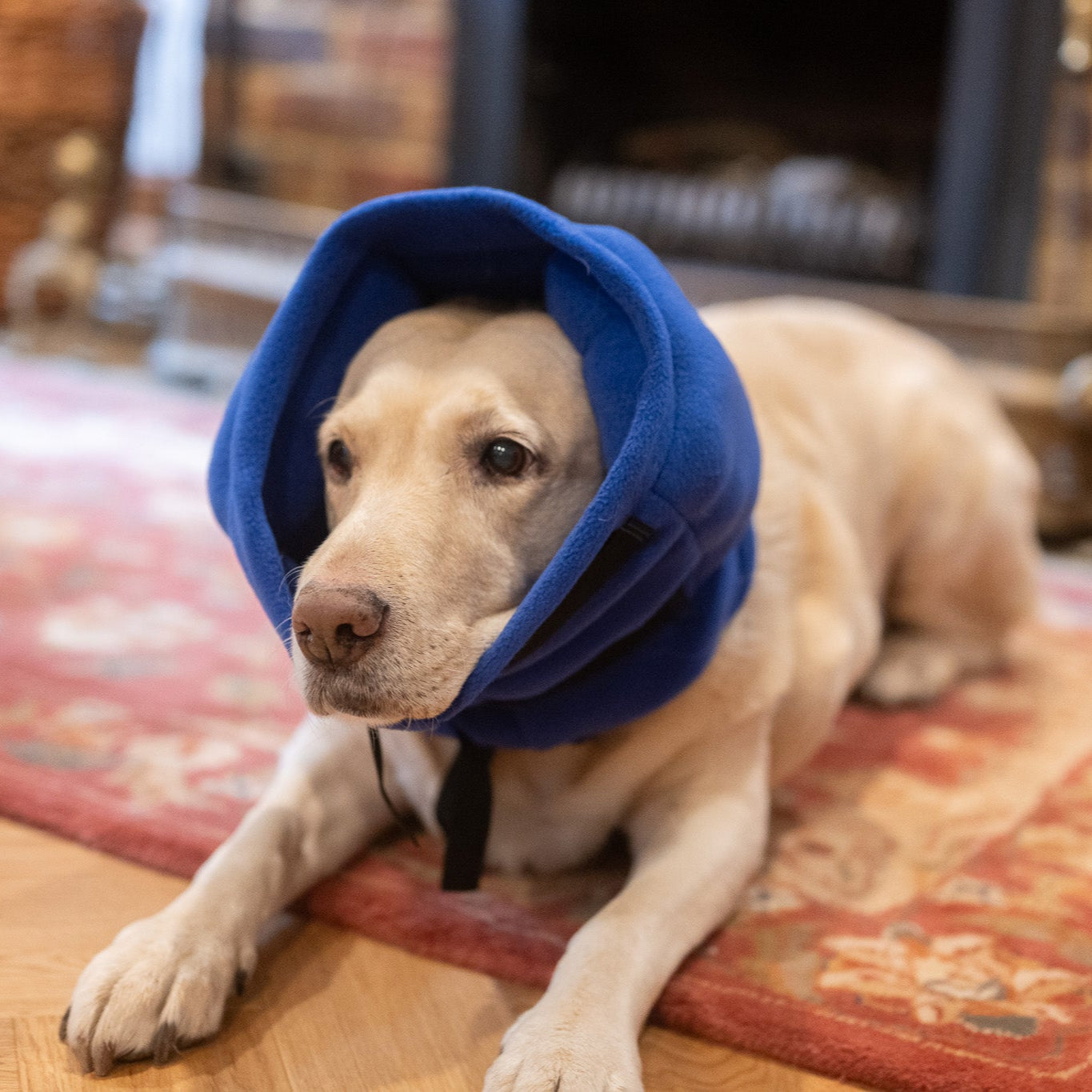 Dog wearing an Anti-panic Dog Snood for Noise Sensitivity to stay calm during loud noises.