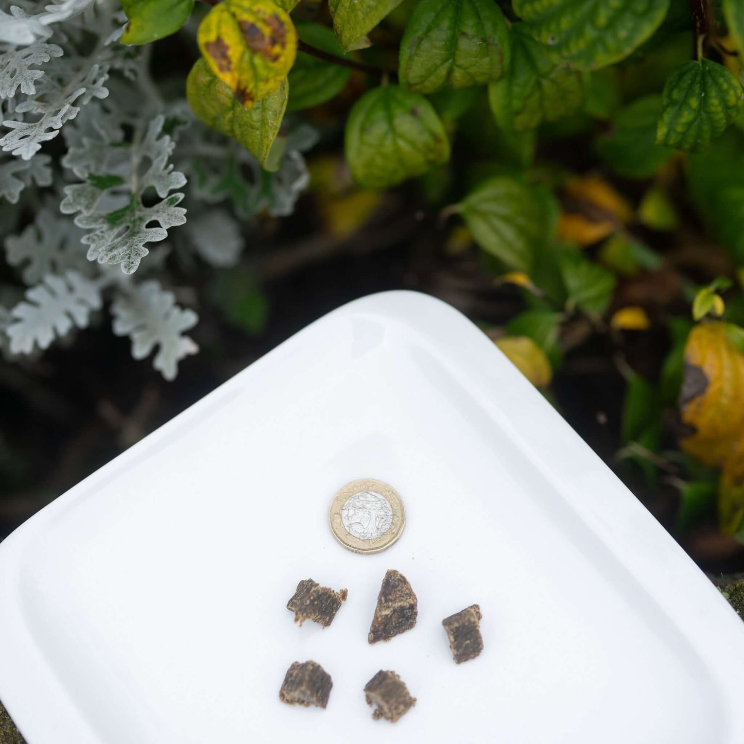 Eden Dog Training Treats displayed on a white plate next to a coin for size comparison, ideal for training.