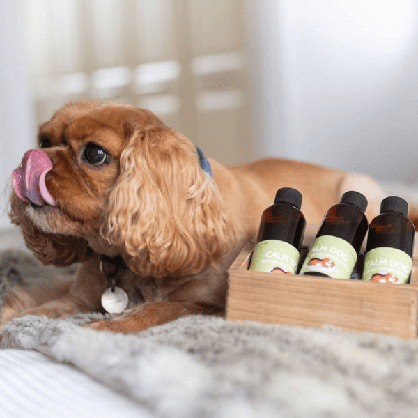 Calm Dog Hemp Oil for Anxious Dogs 100ml