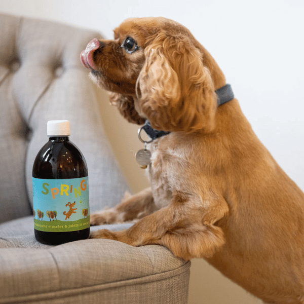 Cavalier King Charles Spaniel beside Spring Joint Supplement for Dogs bottle, promoting natural joint health.
