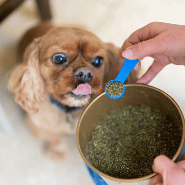 Seaweed Supplement for Dogs. 500g