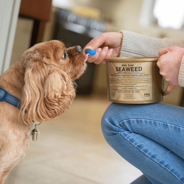 Seaweed Supplement for Dogs. 500g