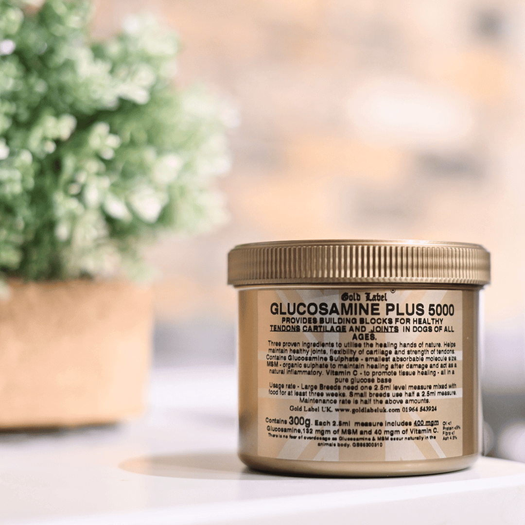 Glucosamine for Dogs Plus 5000 in a jar for promoting healthy joints and tendons in dogs of all ages.