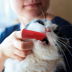 Person using a Beaphar finger toothbrush on a cat for effective dental care and plaque removal.