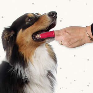 Dog receiving teeth cleaning with Beaphar finger toothbrush, showcasing ease of use and effective dental care.