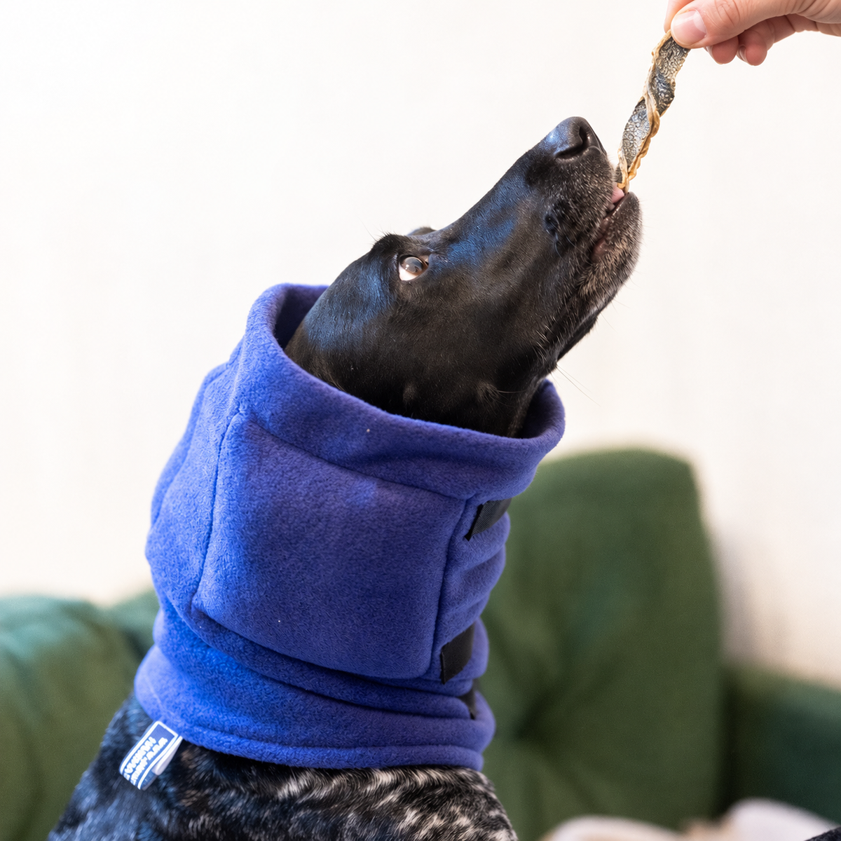 Dog enjoying a Calming Fish Skin Twist treat from the Snood & Soothe Fireworks Kit