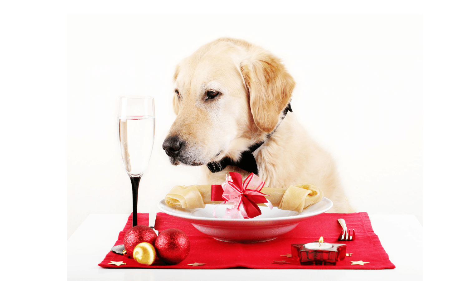 As we serve up a Christmas lunch for ourselves, don't forget about your four legged friend.