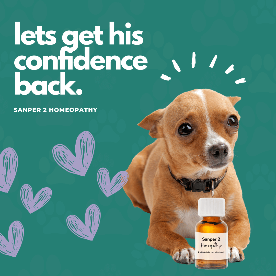 Small dog with Sanper 2 Homeopathy bottle, promoting confidence and calmness for nervous dogs on green background.