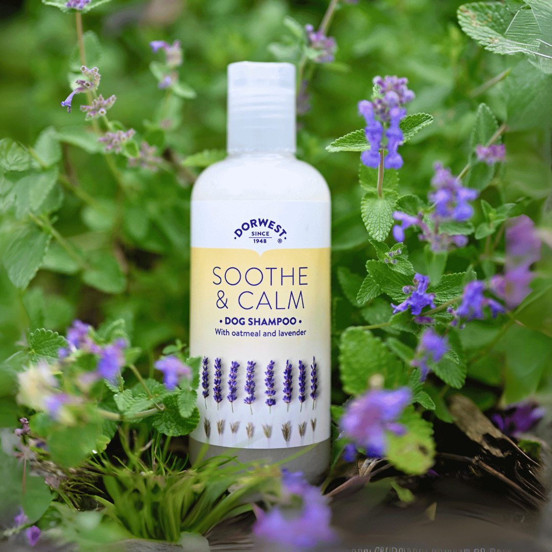 Dorwest Soothe and Calm Dog Shampoo with oatmeal and lavender in a floral setting for sensitive skin care.