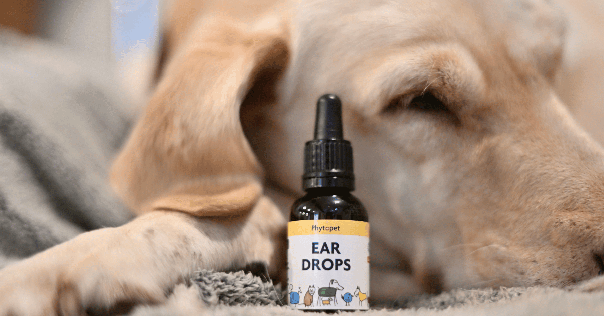 Dog resting next to a bottle of herbal ear drops for dogs, designed to soothe and cleanse irritated ears and deter parasites.