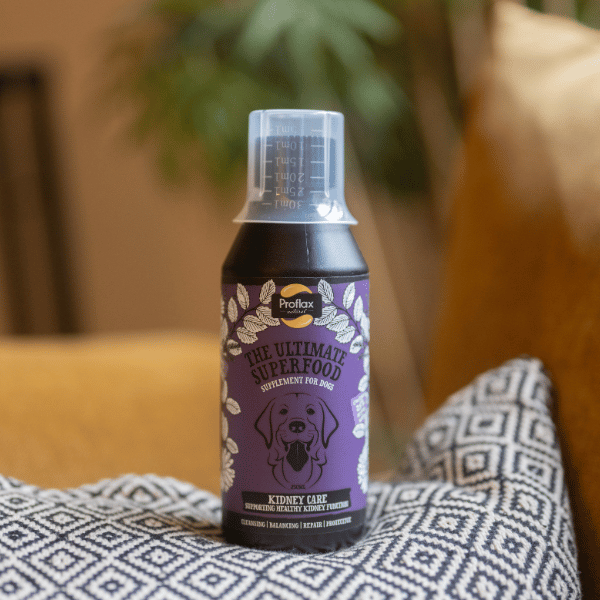 Bottle of proflax kidney care in a room