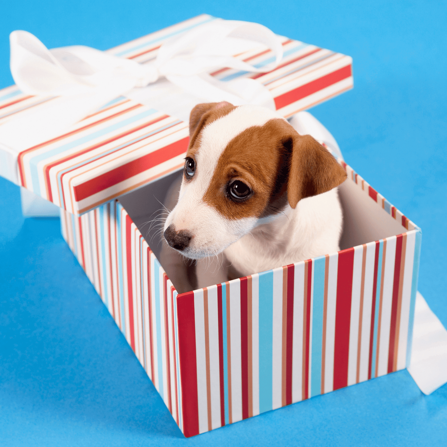 Here's A Little Treat For Your Dog