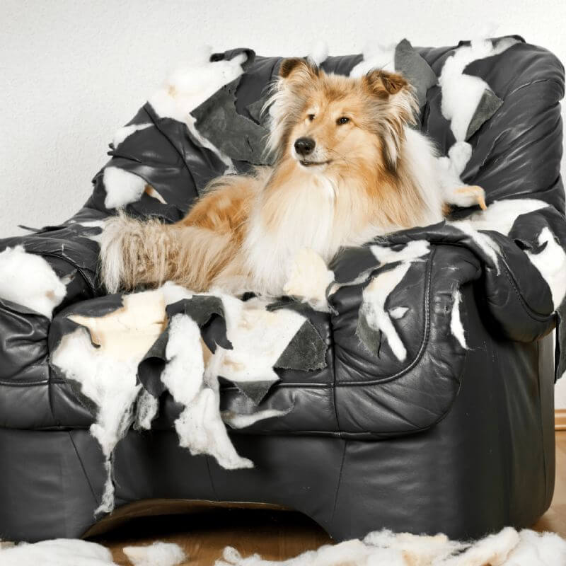 Dog chewing furniture