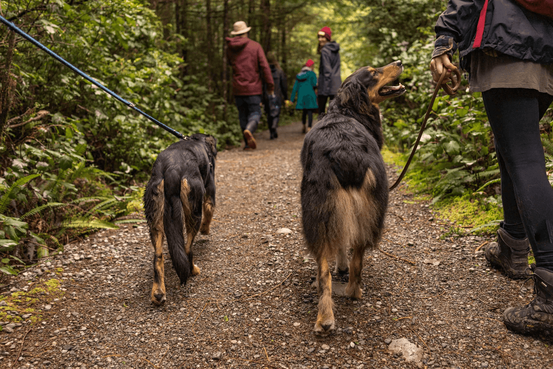 Natural Calmers for Dogs