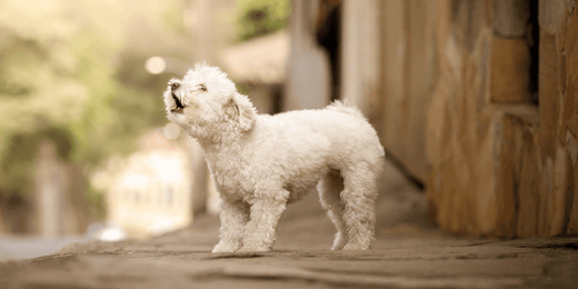 Image of white dog barking