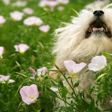 Fluffy dog enjoying nature in a field of pink flowers