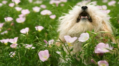 Fluffy dog enjoying nature in a field of pink flowers