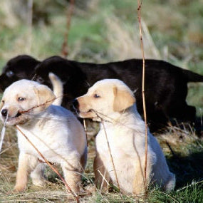 "Three puppies playing in grassy field representing pet health and vaccination considerations"