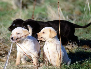 "Three puppies playing in grassy field representing pet health and vaccination considerations"