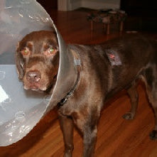 Brown dog wearing a large plastic cone collar in a living room environment