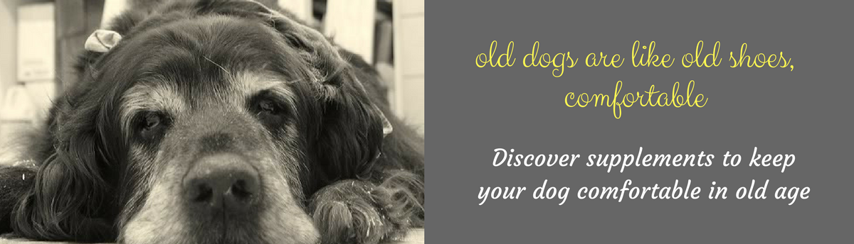 8 Ways to Make Life More Comfortable for your Elderly Dog
