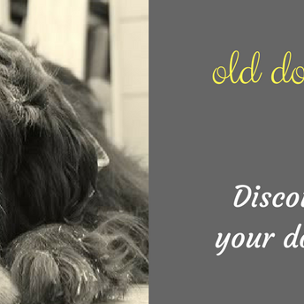 Elderly dog resting with text about making senior dogs comfortable with supplements.