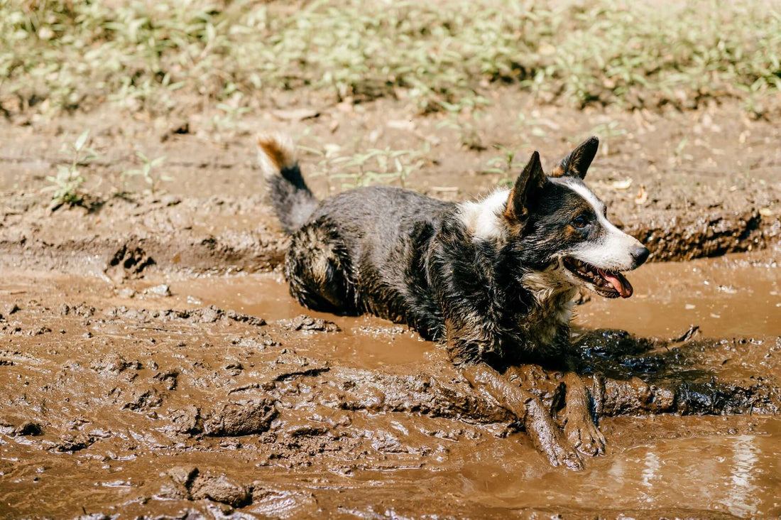 what can YOU do to help protect your dog against Alabama Rot?