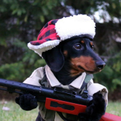 dachshund dressed as soldier with toy gun in costume in garden