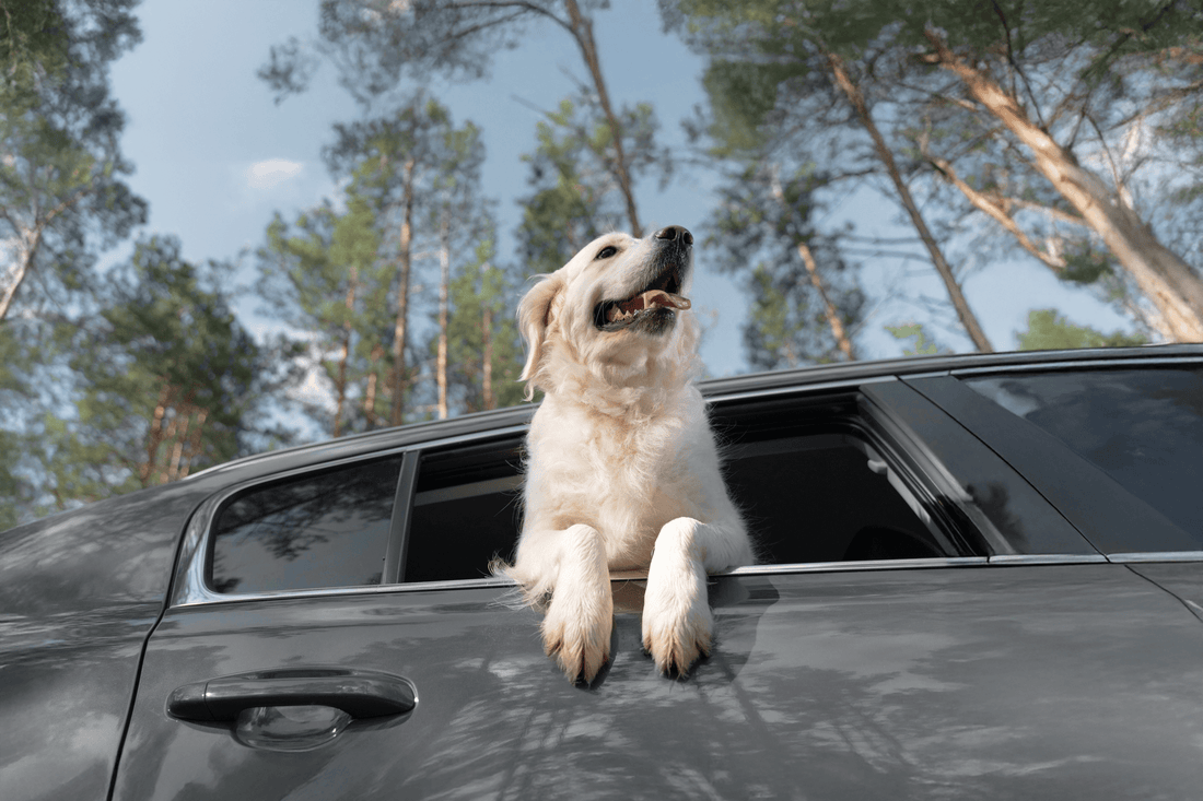 Happy Travelling with your Dog