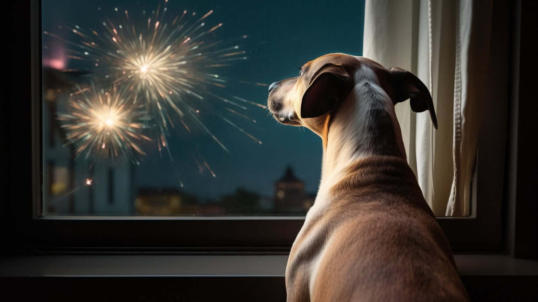 Natural Calming for Dogs Scared of Fireworks