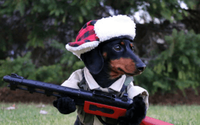 dachshund dressed as soldier with toy gun in costume in garden