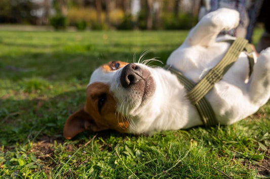 Natural Ways to Treat Worms in Dogs