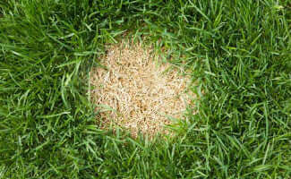 Brown patch on lawn caused by dog urine