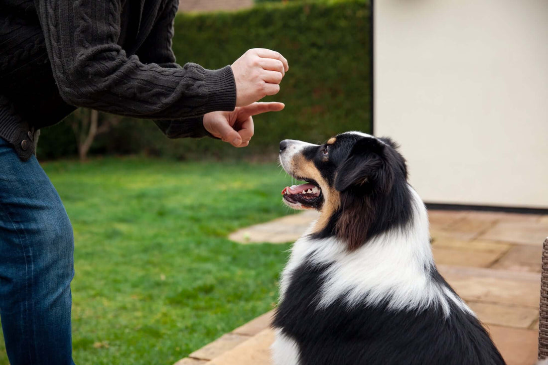 How To Stop Your Dog That Barks At Everything